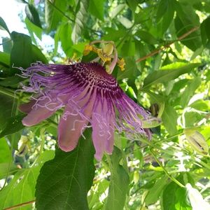 Meet your Posher, Sofia